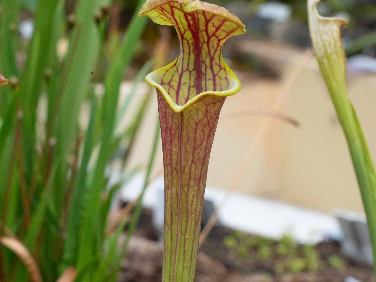Trumpet-leaved pitcher plant