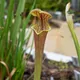 Trumpet-leaved pitcher plant