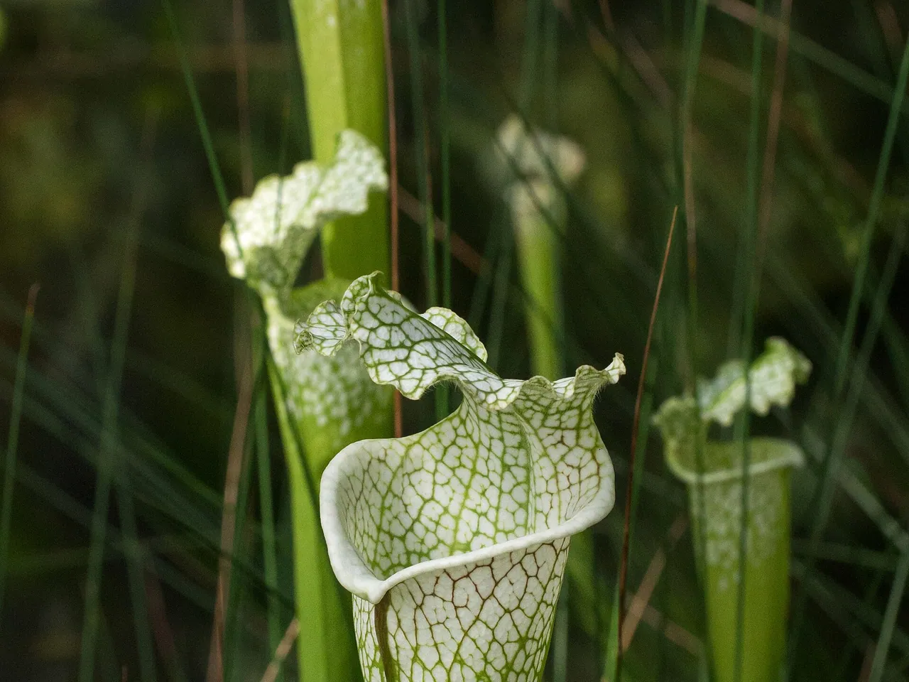 White-topped pitcher plant