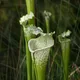 White-topped pitcher plant