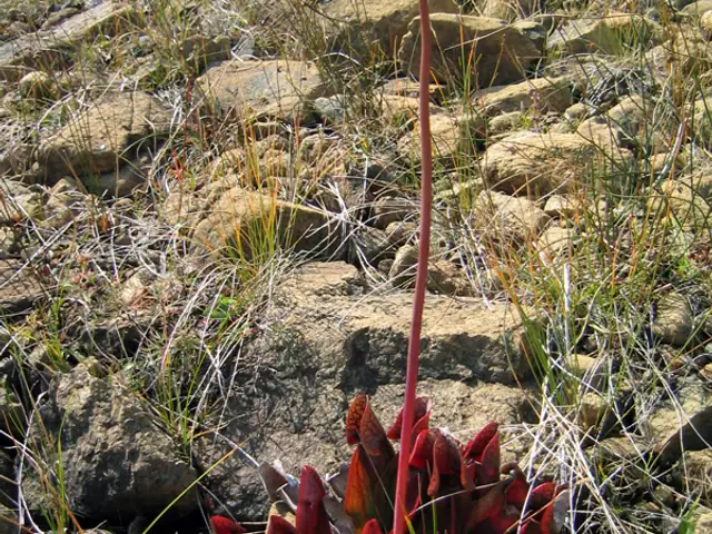 Northern pitcher plant