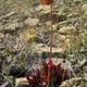 Northern pitcher plant