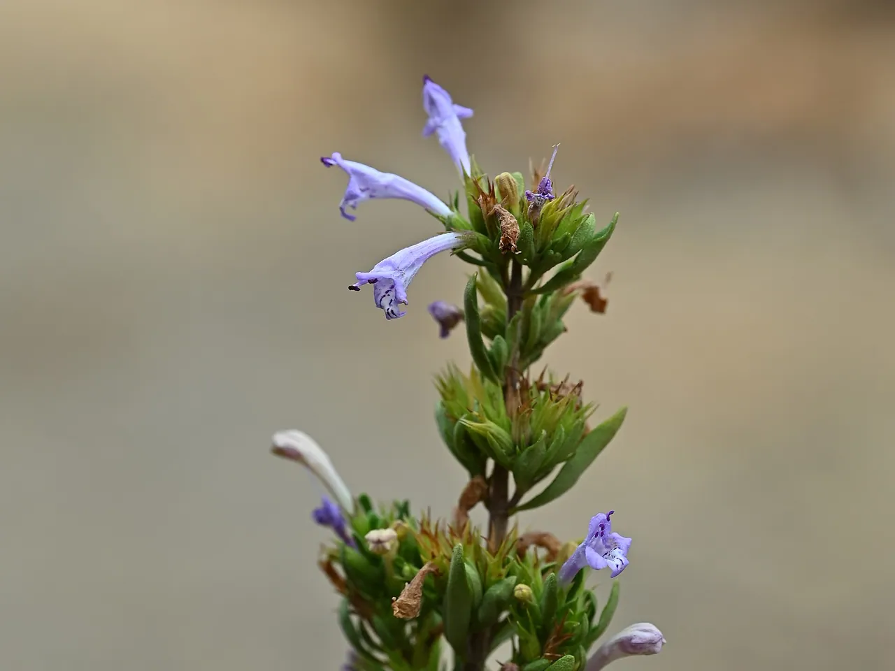 Satureja gilliesii (Graham) Briq.