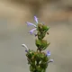 Satureja gilliesii (Graham) Briq.