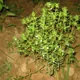Summer savory