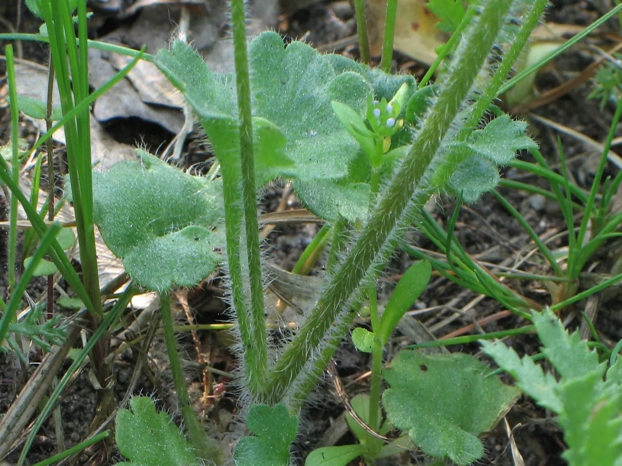 Meadow saxifrage