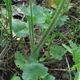 Meadow saxifrage
