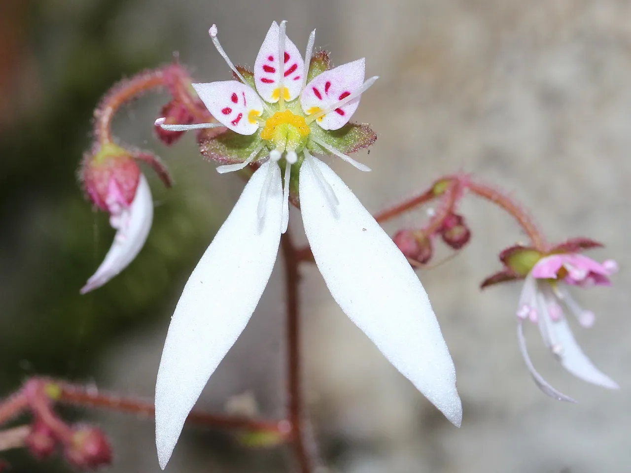 Saxifraga stolonifera
