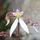 Saxifraga stolonifera