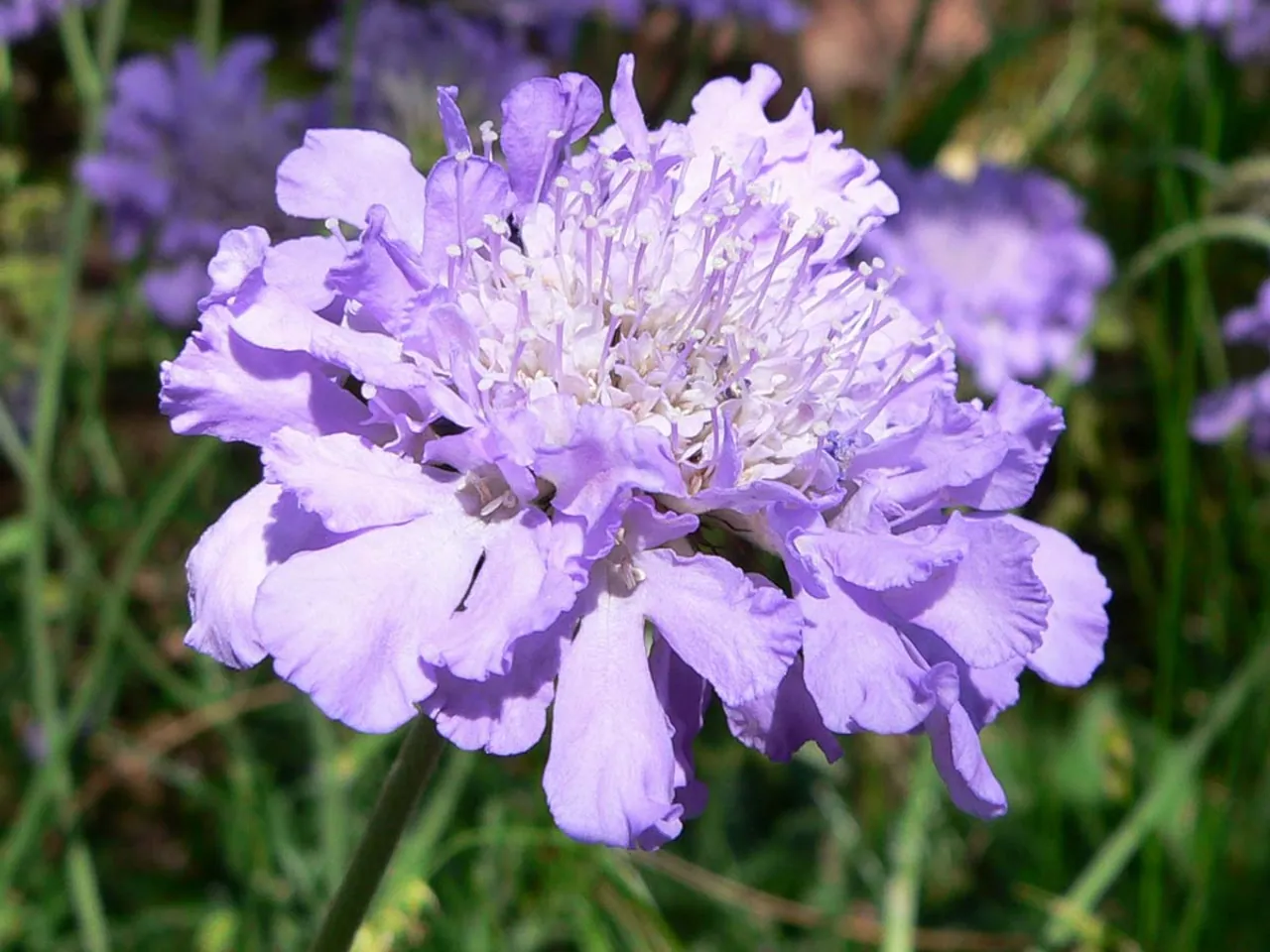 Small scabious