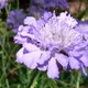 Small scabious