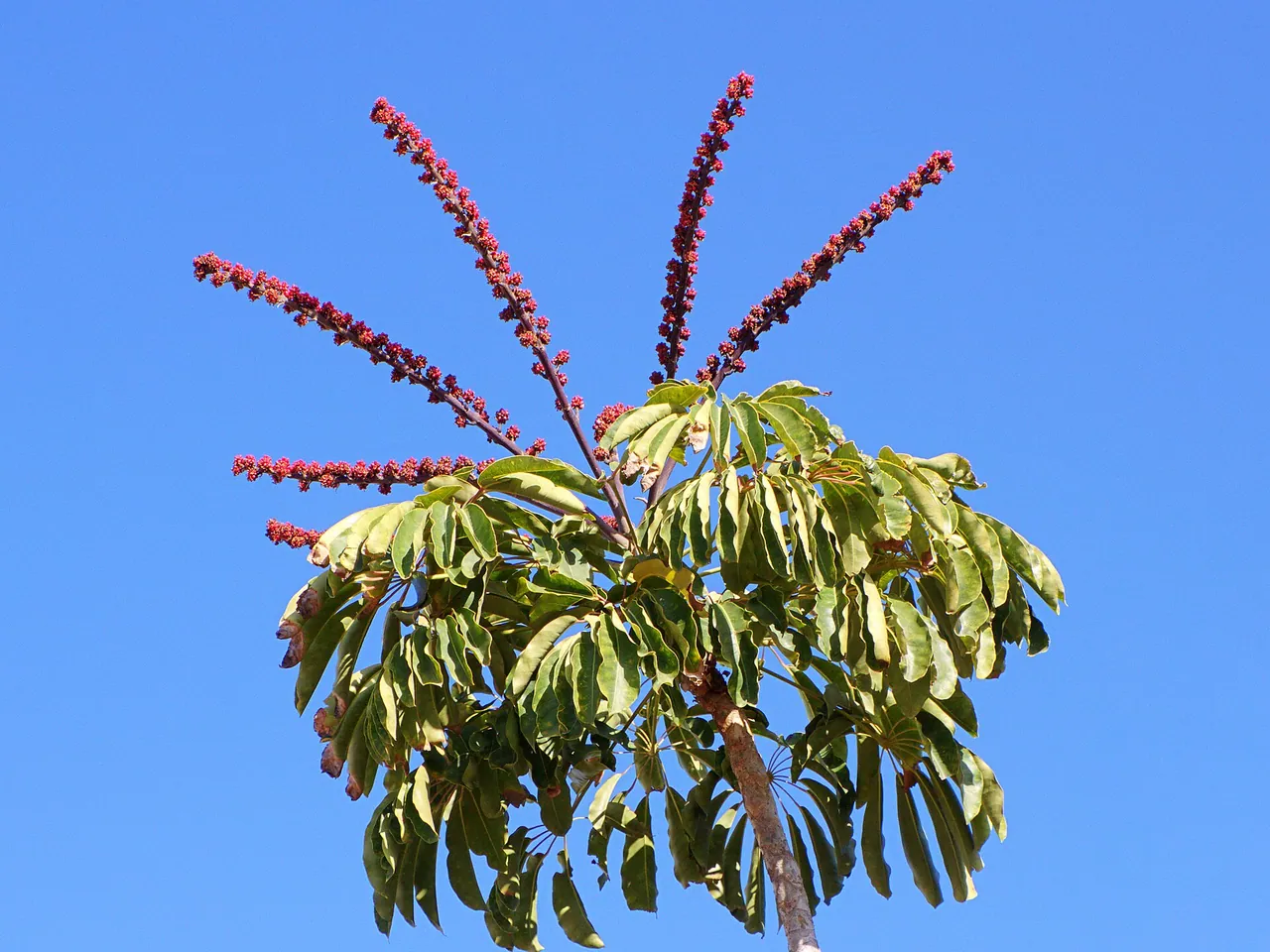 Umbrella tree