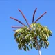 Umbrella tree
