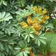 Dwarf umbrella tree