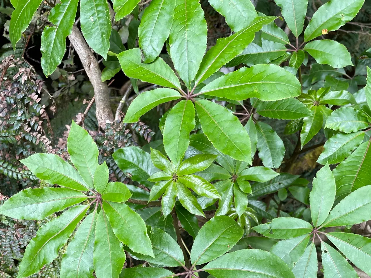 Patē
