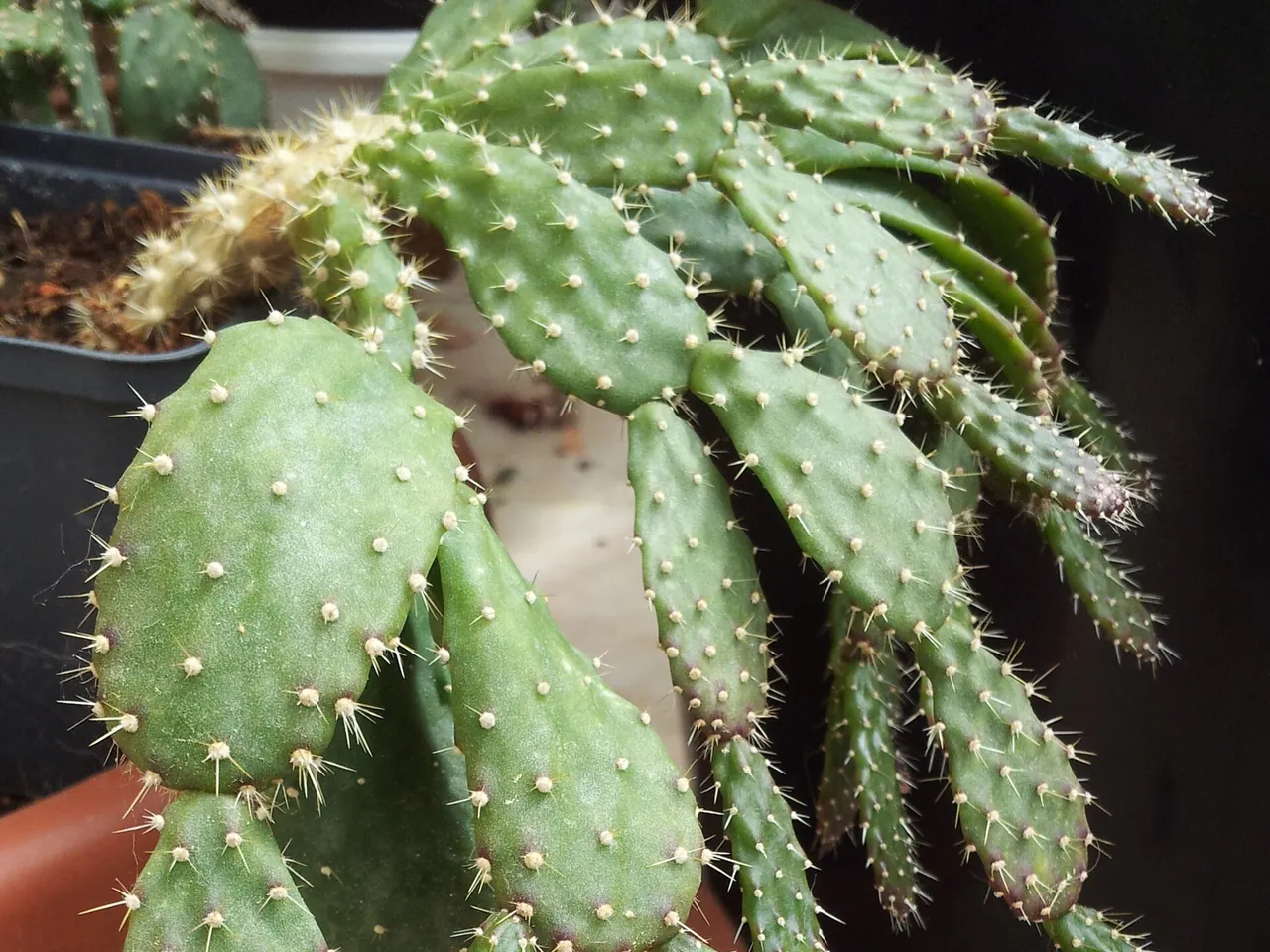 Christmas Cactus