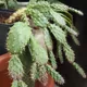 Christmas Cactus
