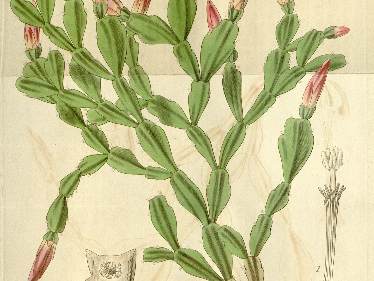 Schlumbergera russelliana