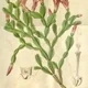 Schlumbergera russelliana