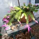 Christmas cactus