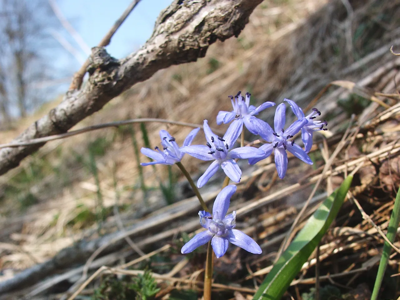 Alpine squill