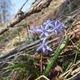 Alpine squill
