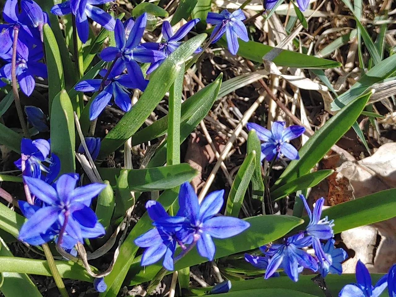 Siberian squill