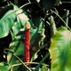 Scindapsus altissimus