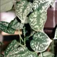 Satin pothos