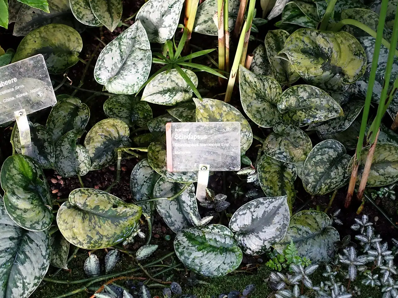 Scindapsus rupestris