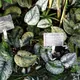 Scindapsus rupestris