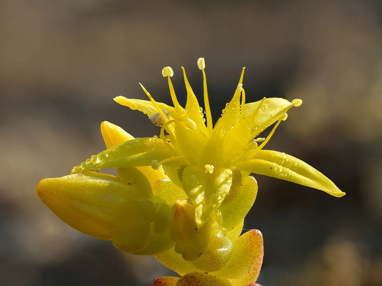 Biting stonecrop