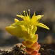 Biting stonecrop