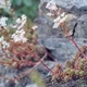 White stonecrop