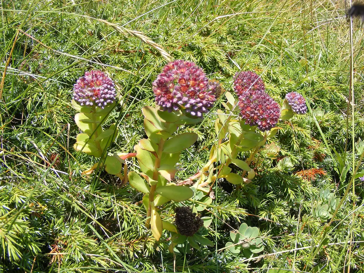 Sedum anacampseros