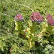 Sedum anacampseros