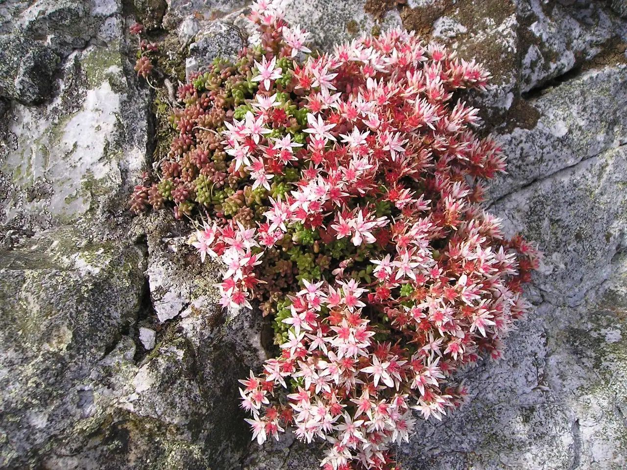 English stonecrop