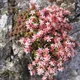 English stonecrop