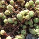 Sedum forsterianum