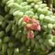 Burro's tail