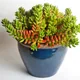 Jelly bean plant
