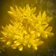 Blue stonecrop
