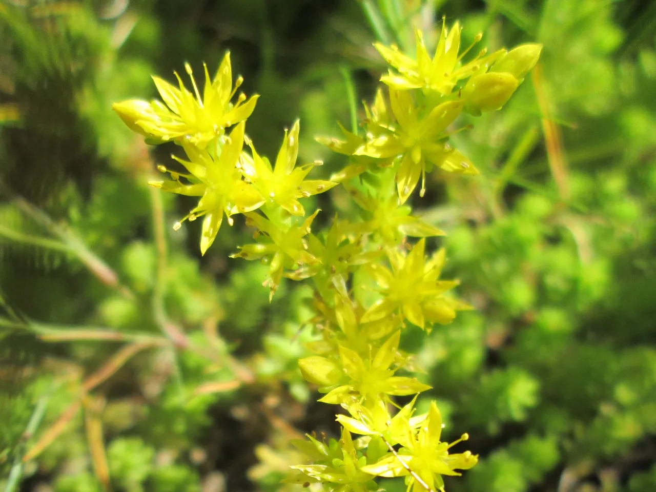 Tasteless Stonecrop