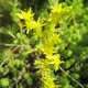 Tasteless Stonecrop