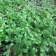 Selaginella kraussiana