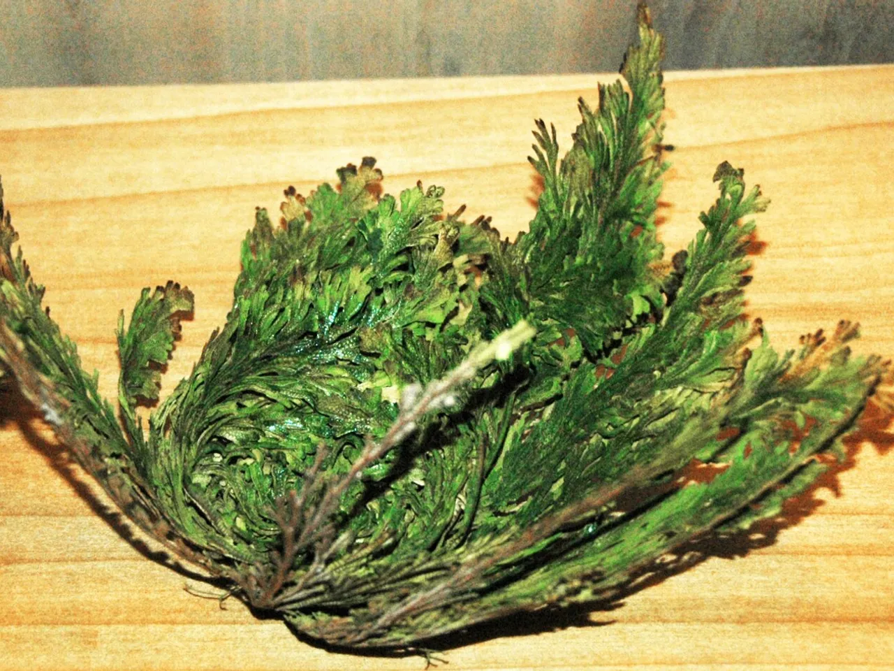 Selaginella lepidophylla