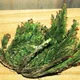 Selaginella lepidophylla