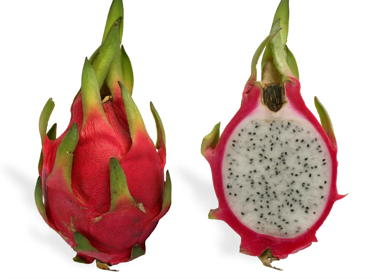Hylocereus undatus