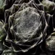 Sempervivum arachnoideum