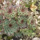 Sempervivum calcareum